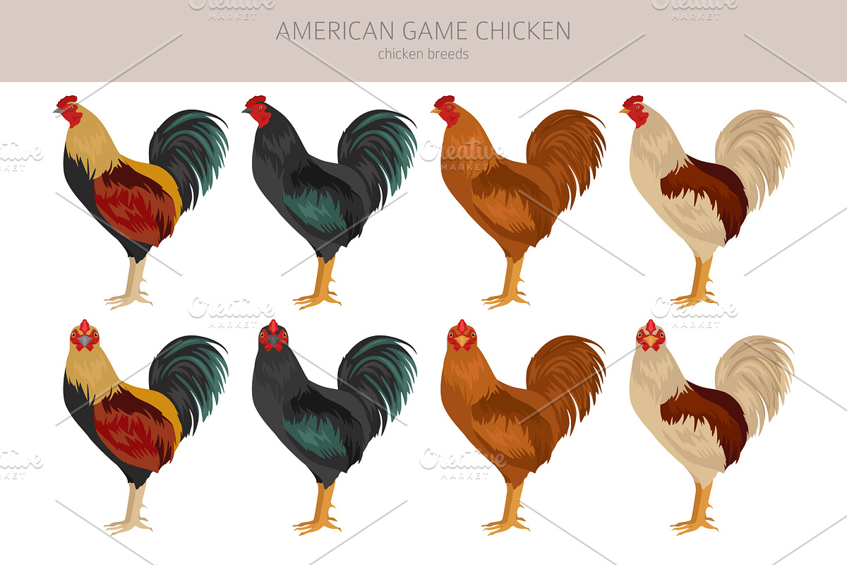 American Game Chicken breed clipart, an Animal Illustration by pet design shop (Photo 2 of 5)