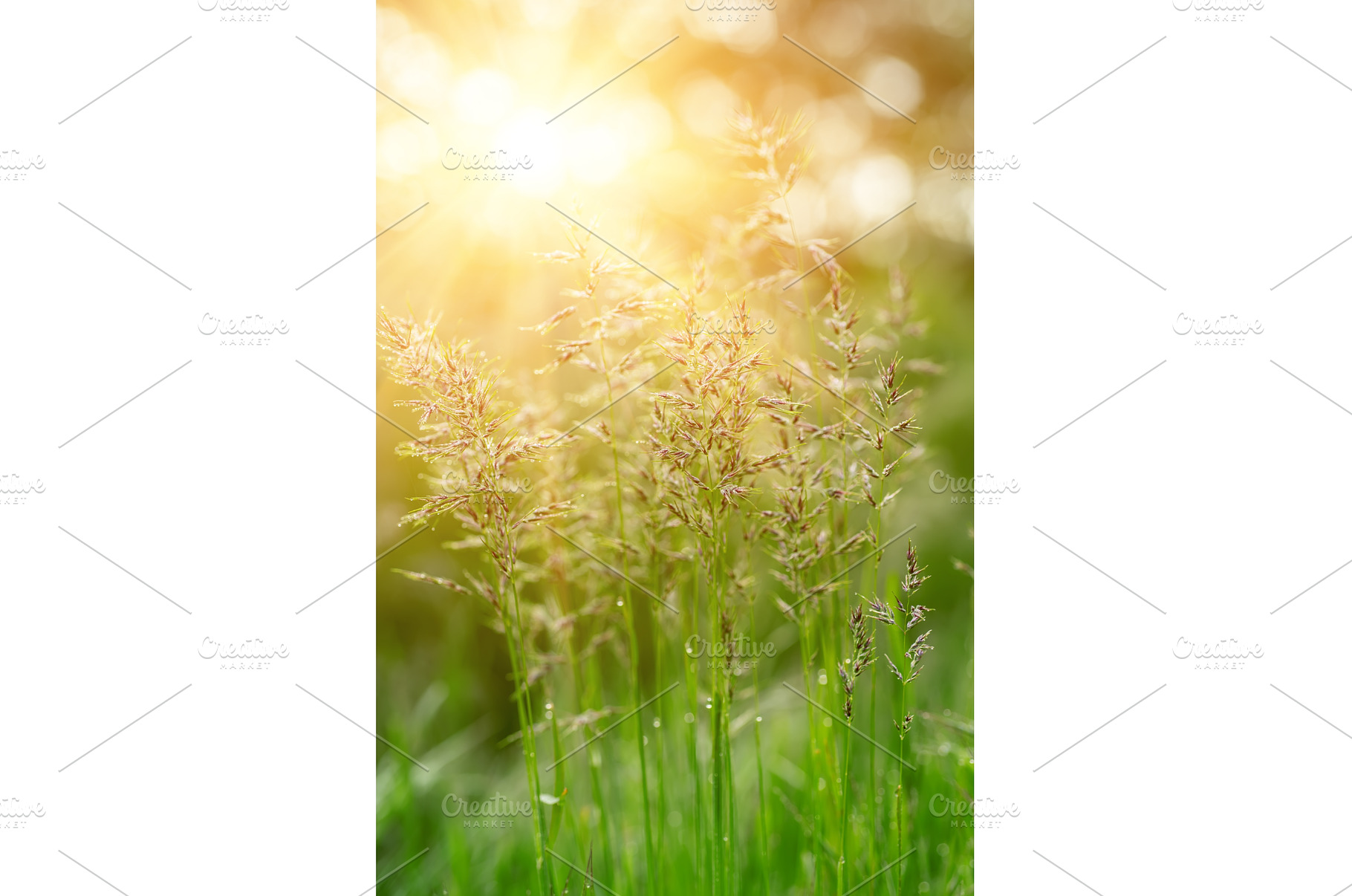 Natural abstract sunny background, an Abstract Photo by Nature and travel