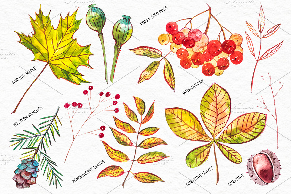 Autumn leaves, a Decorative Illustration by Ann Astro (Photo 4 of 9)