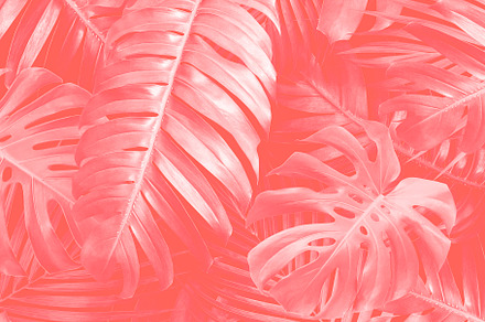 Tropical leaves background containing fashion, botanical, and 2019, a Nature Photo by ArtBackground