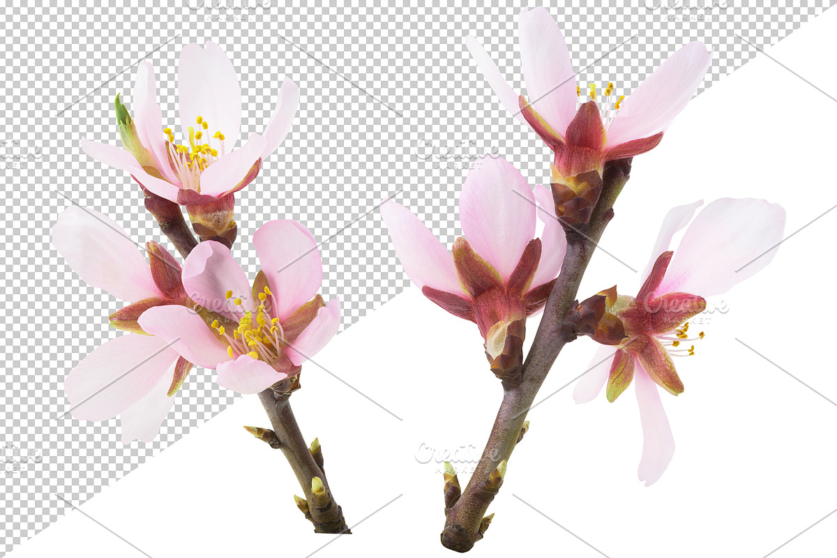 Pink almond blossoms, an Object Graphic by Fruits+Veggies (Photo 4 of 9)