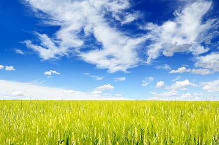 Young wheat stalks in summer field, a Nature Photo by Serg64