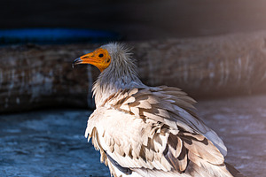 Cute Egyptian vulture fowl in the zoo, an Animal Photo by Anna Bogush