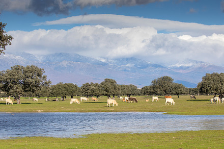 Cows near a lake in sunlight and large mountains covered with cl, an Animal 3D Model by José Manuel Gelpi