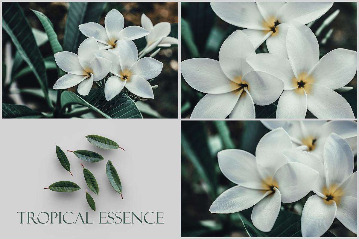 Tropical Essence. Photo bundle, a Wallpaper Graphic by EYWA ART (Photo 2 of 8)