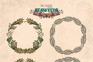 Seaweeds