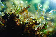 52 Fictional Microscopic Organisms, an Abstract Photo by h.utomo (Thumbnail 10 of 52)