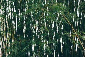 Bamboo tree containing ilha grande, rio de janeiro, and brazil