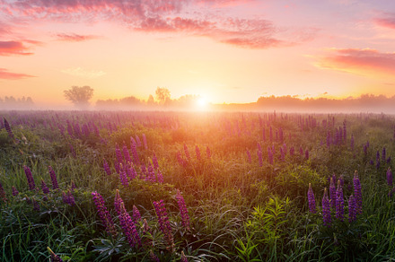 Majestic lupines field bathed in vibrant sunrise glow. A tranquil countryside s, a Nature Photo by Eugene_Photo