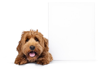Cobberdog on white background, an Animal Photo by Cat'chy Images by Nynke