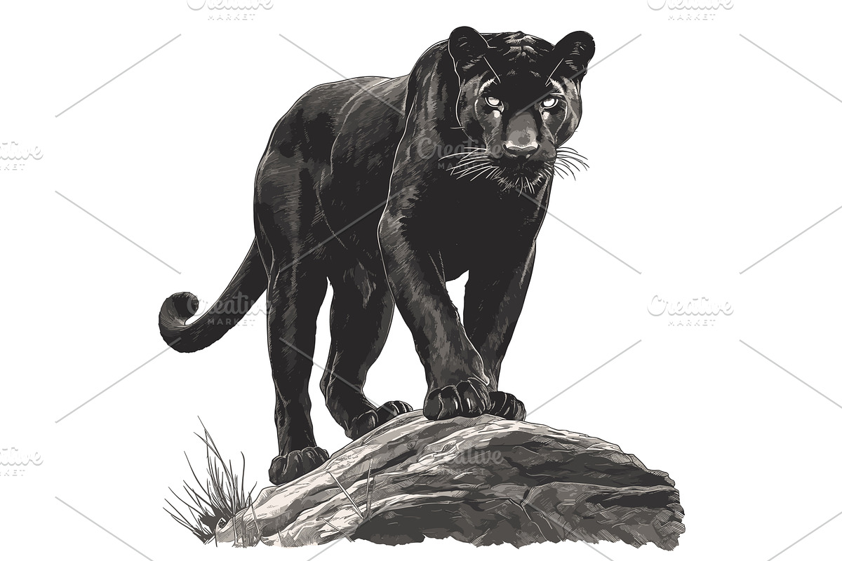 panther. wild big cat on stone, an Animal Illustration by Stock-Smart-Start