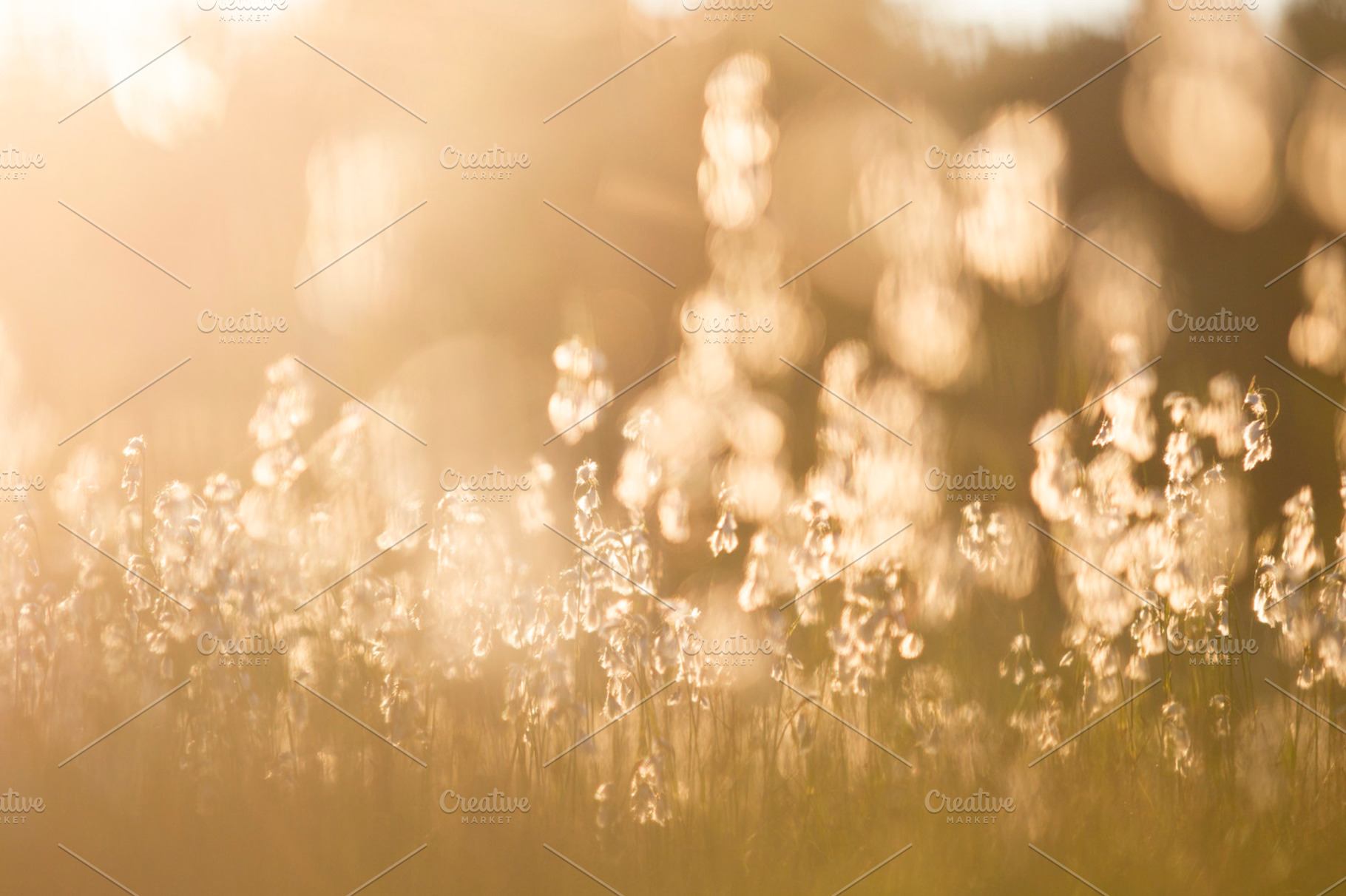 Cotton Grass