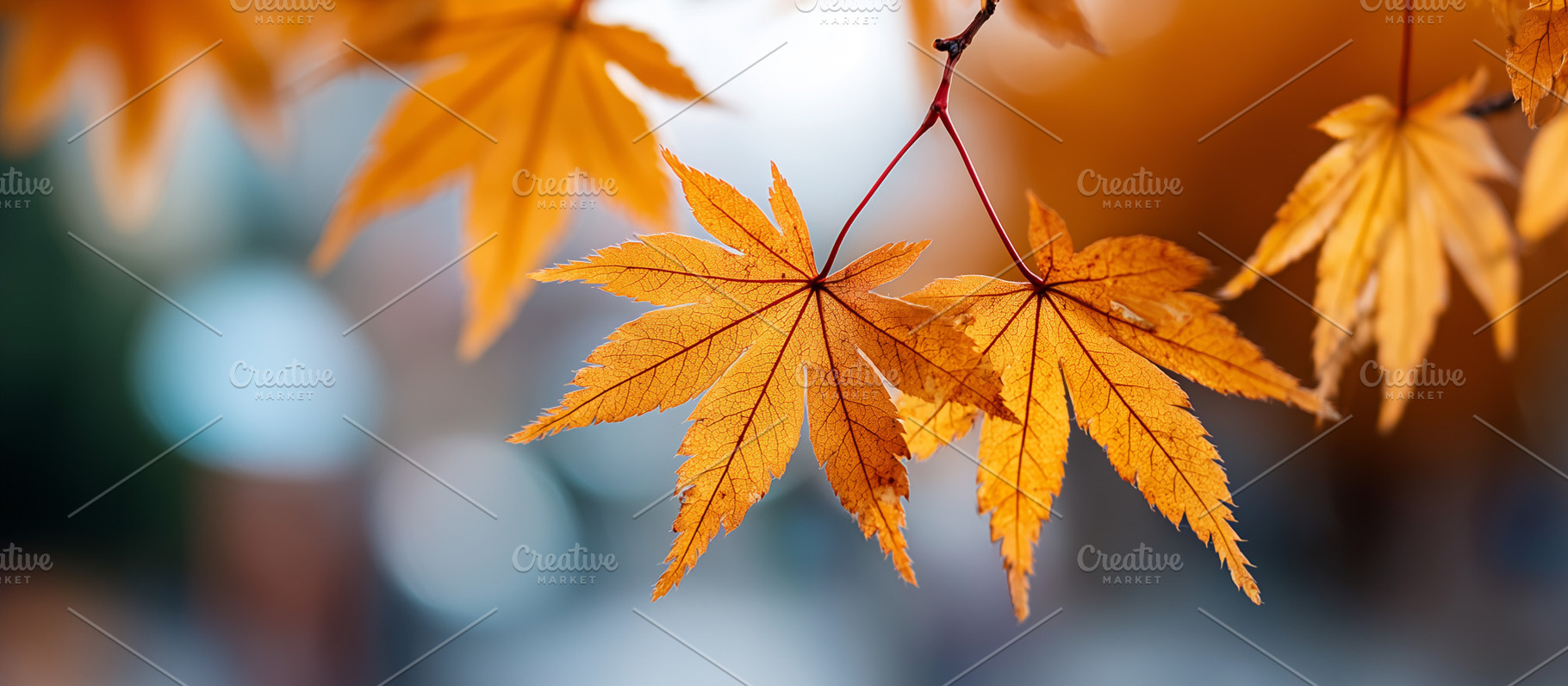 Close up of vibrant orange autumn, a Nature Photo by MistyDay