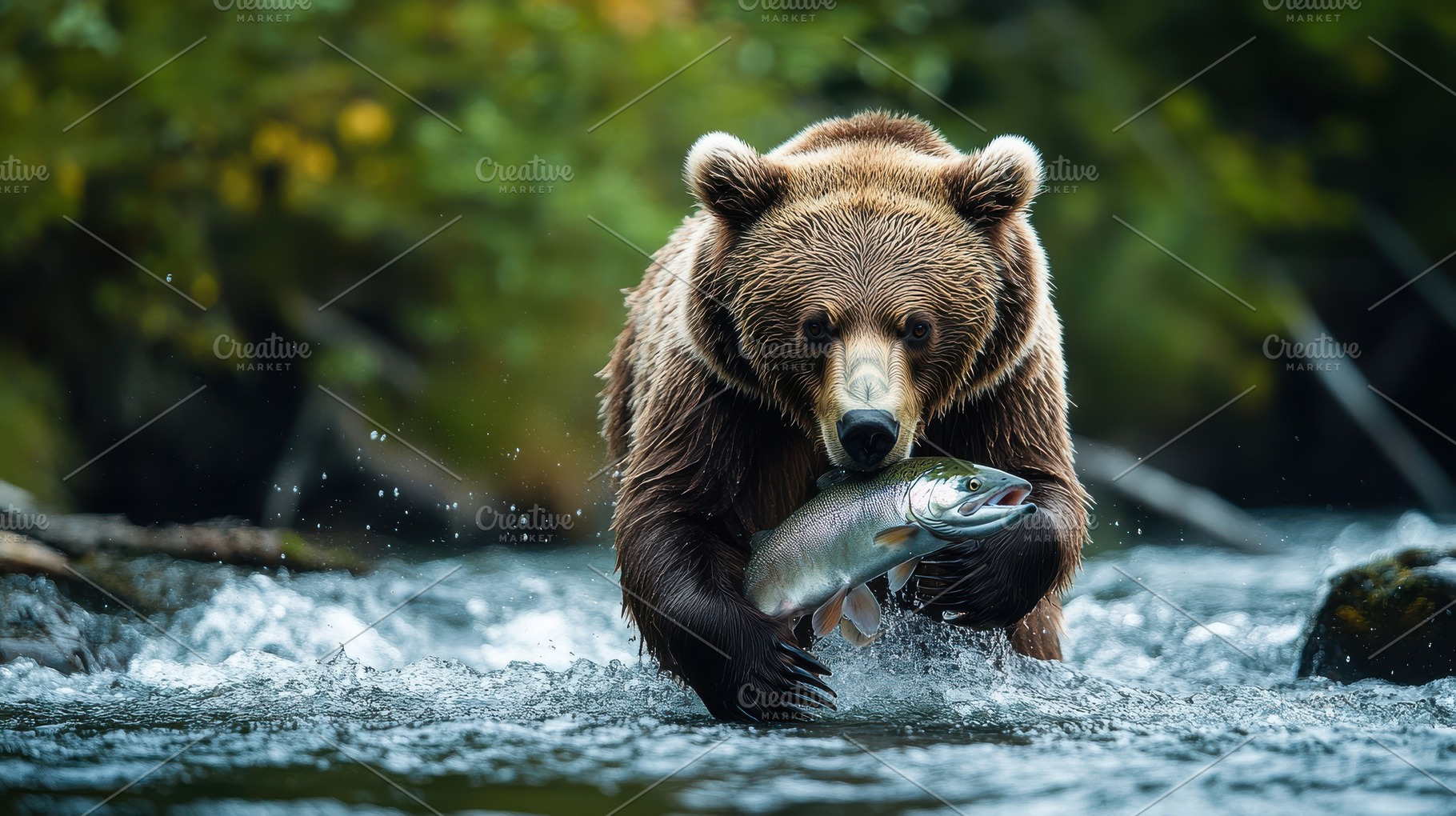 Grizzly with its fresh catch of salm, an Animal Photo by Pixeness Studio