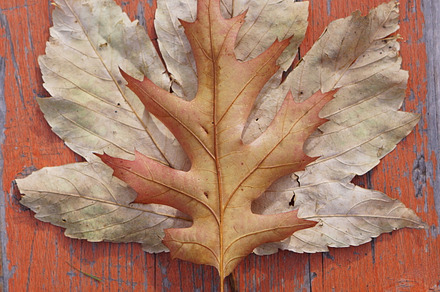 Autumn Leaf Featuring Weather Year And Season preview 5