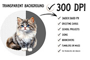 Watercolor Cat Clipart, an Illustration by Craft Nest (Thumbnail 2 of 12)