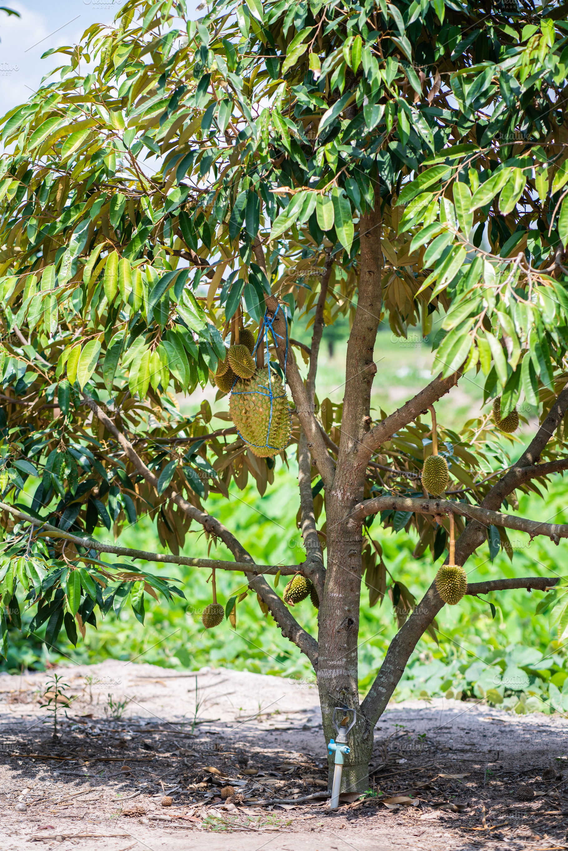 Durians on the durian tree., a Food & Drink Photo by Nednapa