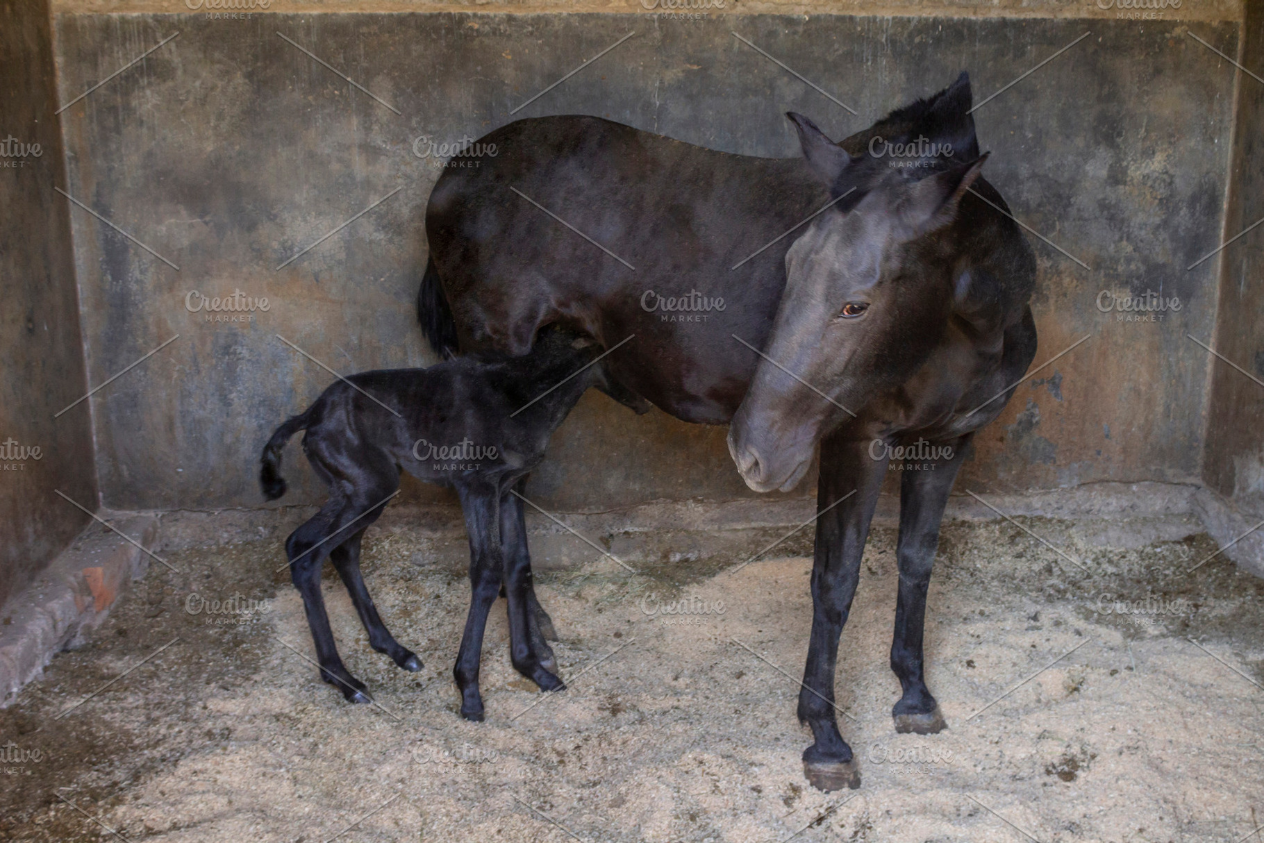 beautiful horse in the stable., an Animal Photo by Mexico stock images
