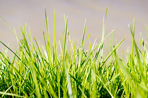 Grass Blades, a Nature Photo by THP Creative