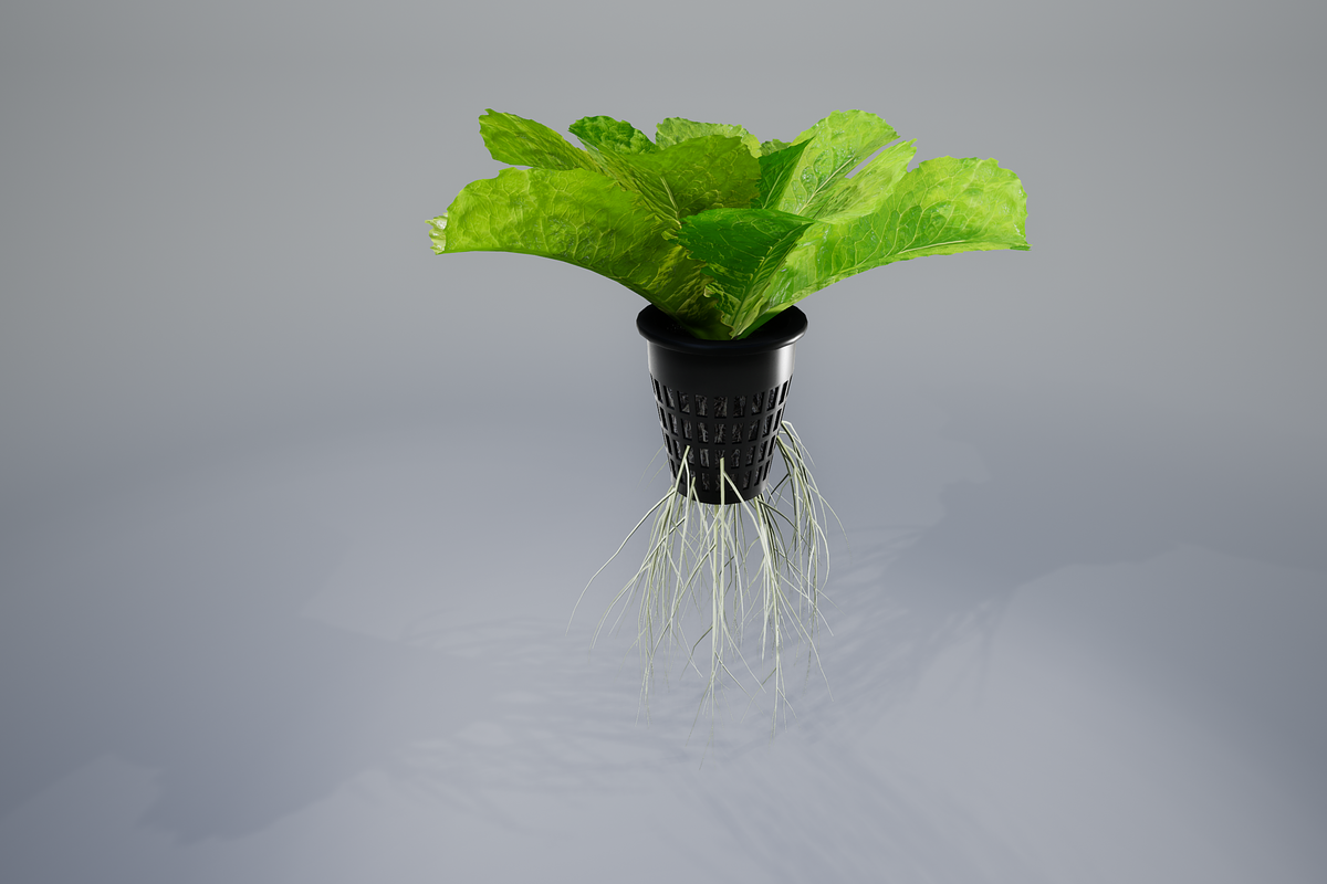 lettuce grean, a Food & Drink 3D Model by AndrewWhite (Photo 9 of 16)