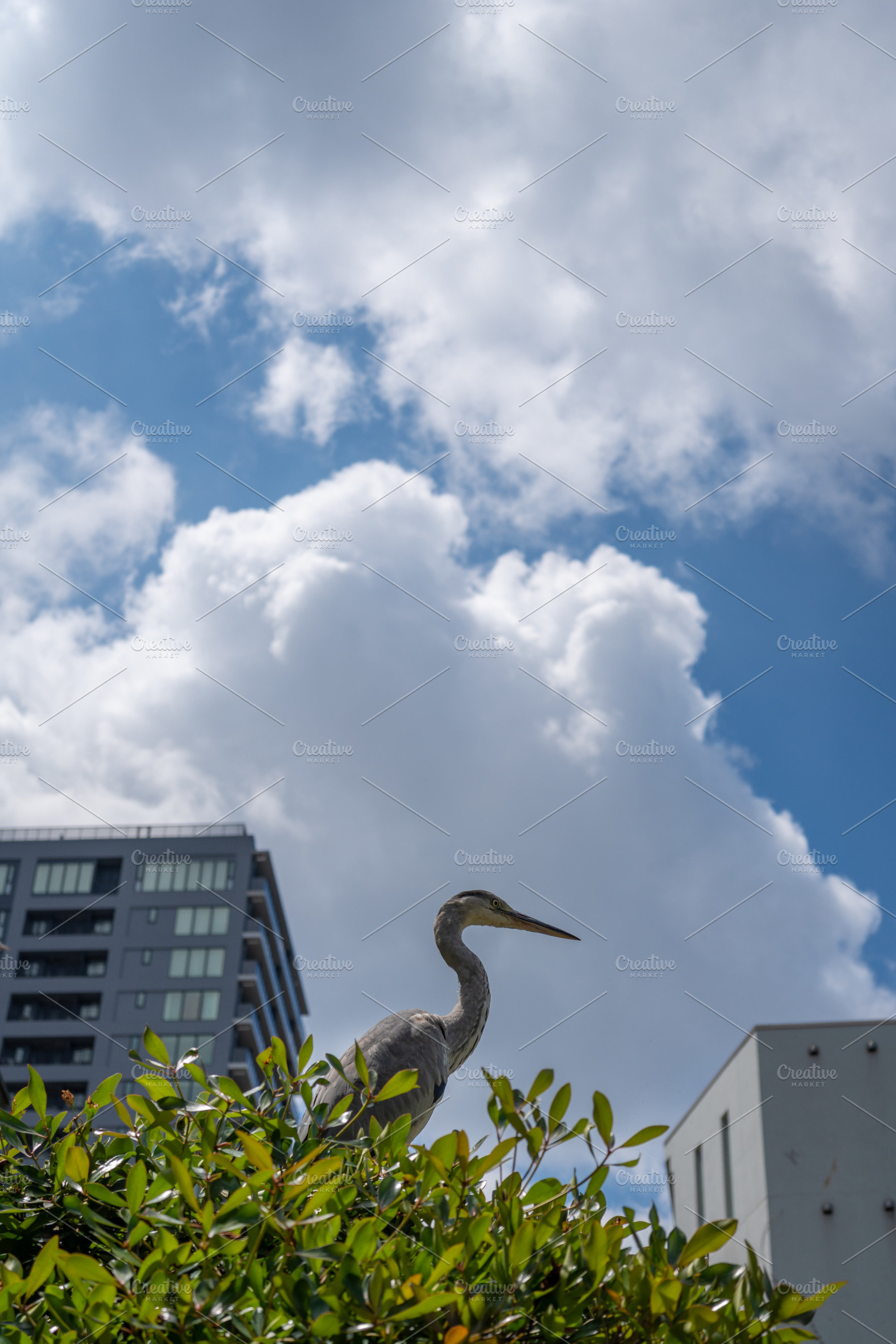 Grey heron perched on bush in Tennoji Park, Osaka, a Nature Photo by GoodGoods