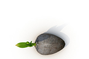 Sprout Of Coconut 1