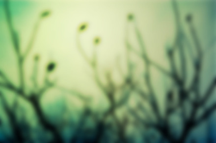 Winter Twig Blur