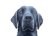 Dogs Cross Breeds 56 Animals Bundle, an Animal Illustration by Dneprstock (Thumbnail 44 of 55)