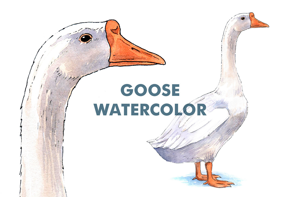 Farm Goose watercolor illustration, an Object Illustration by wedraw (Photo 1 of 3)