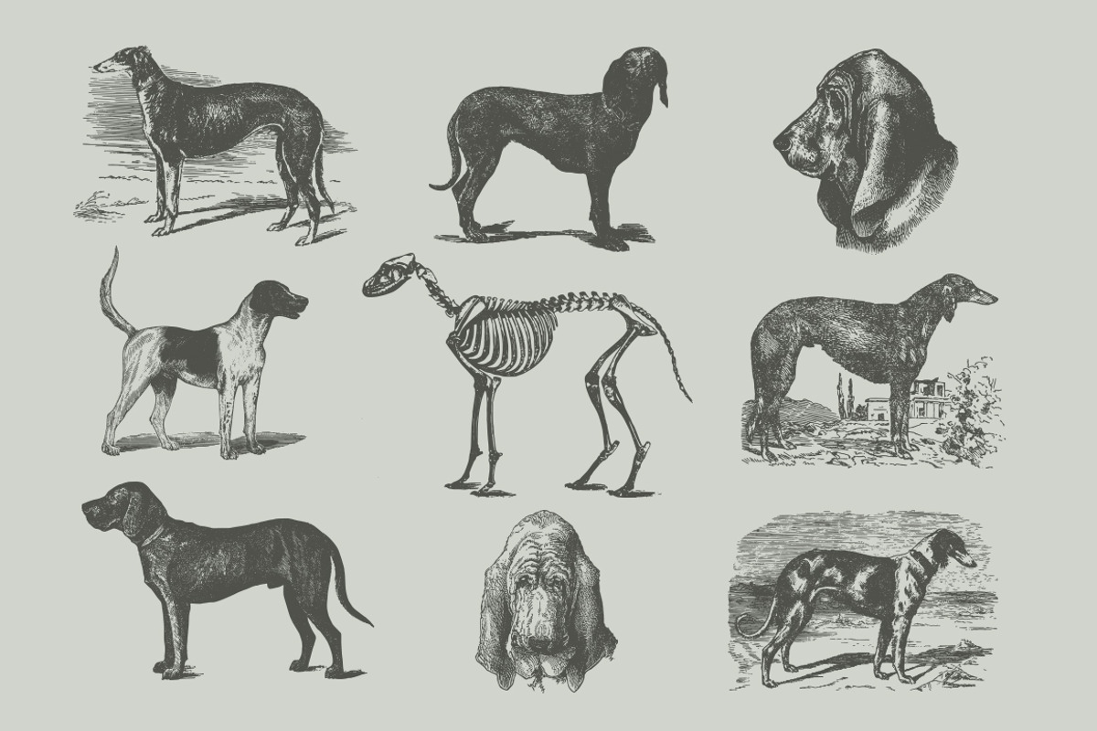 Vintage Bundle 2500+ Free Update, an Animal Illustration by Retro Machine (Photo 109 of 170)
