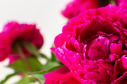 Peonies close up, a Nature Photo by Pandateam