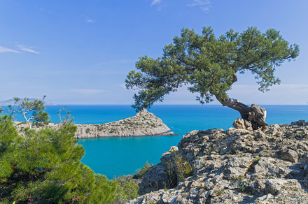 Old curved juniper on the seashore.