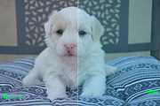 Soft Light Photoshop Actions, an Action Add-On by ARTNEST (Thumbnail 6 of 15)
