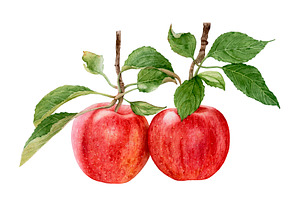 30%OFF! Apple Harvest