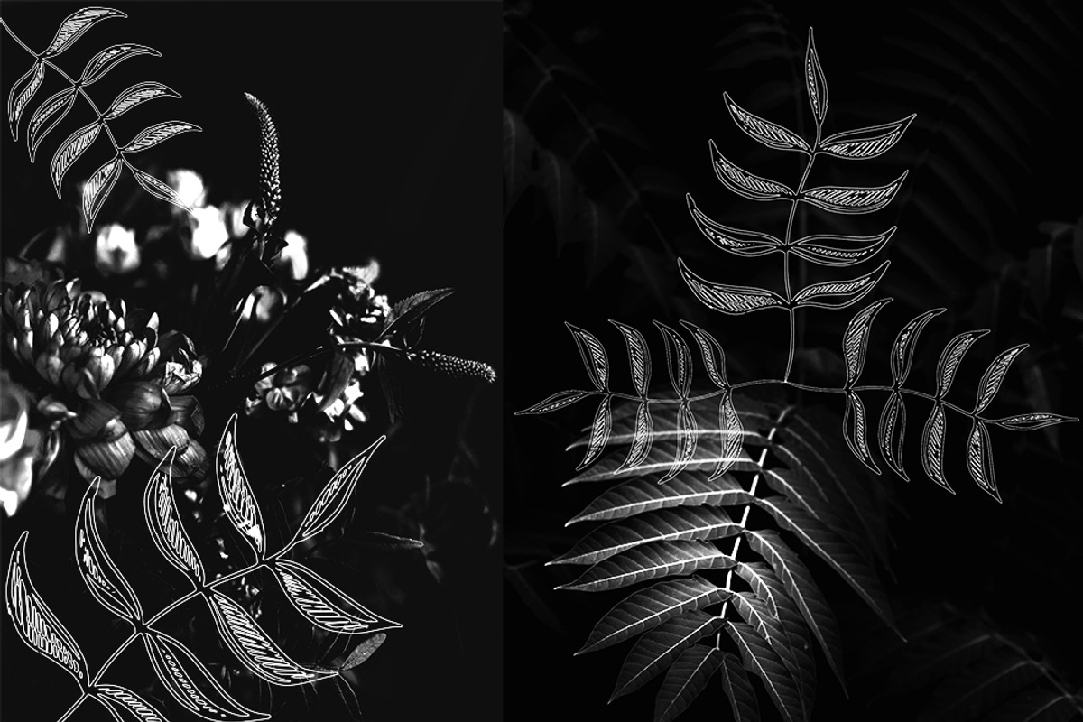 Minimalistic Floral Illustrations, a Decorative Illustration by Chimerique (Photo 2 of 9)