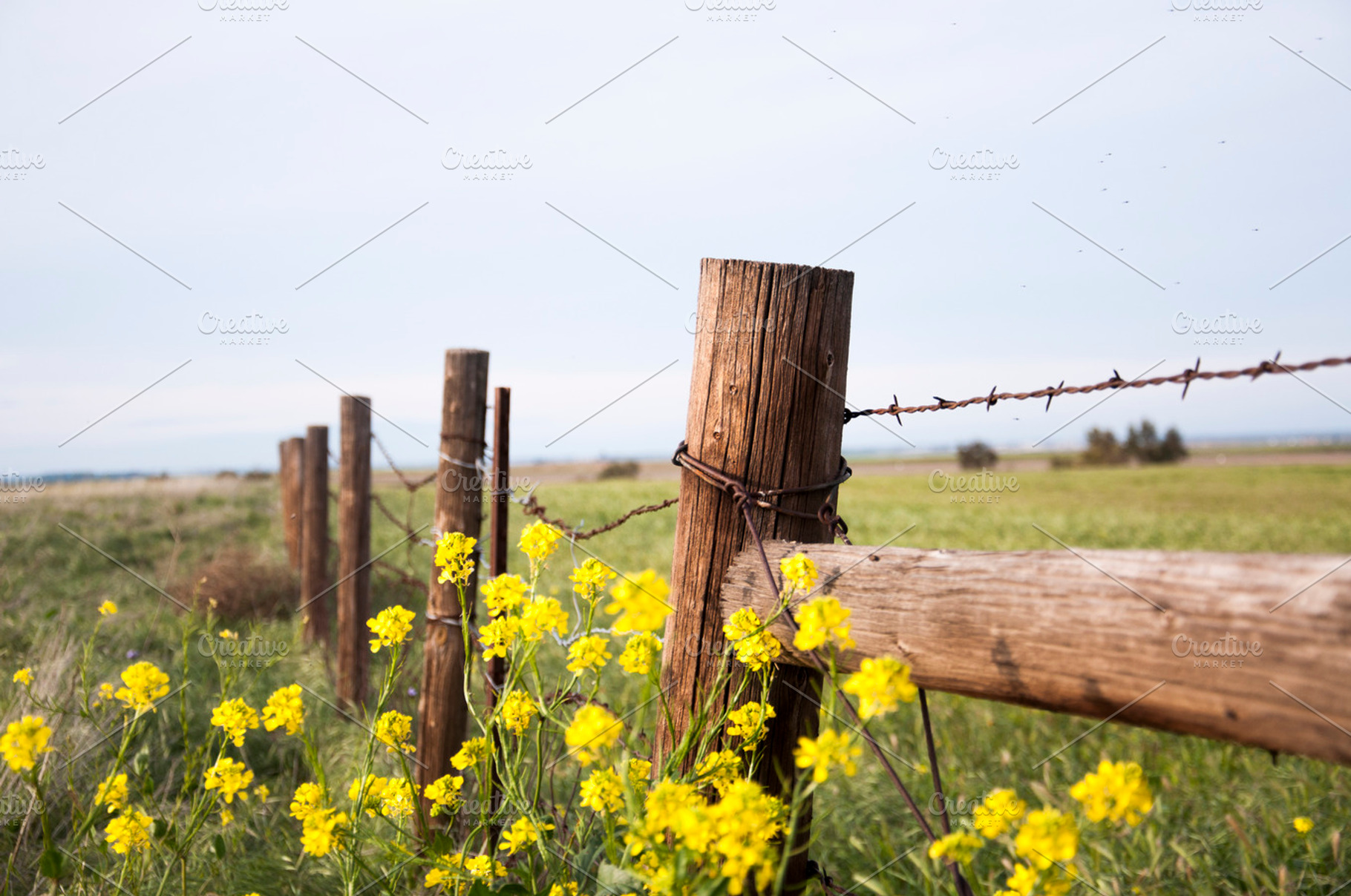 Stupell Industries Country Cattle with Fence Animals \u0026 Insects Photography  Gallery Wrapped Canvas Art Print Wall Art, 45 x 30, image size:1820x1208