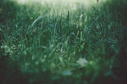 Grass stock photo containing grass and nature, a Nature Photo by Pawel Kadysz