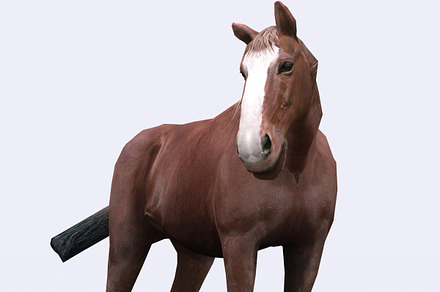 3DRT - Domestic animals - Horse, an Animal 3D Model by 3DRT.com