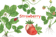 Strawberry-watercolor collection, a Pattern Graphic by ramika (Thumbnail 1 of 4)