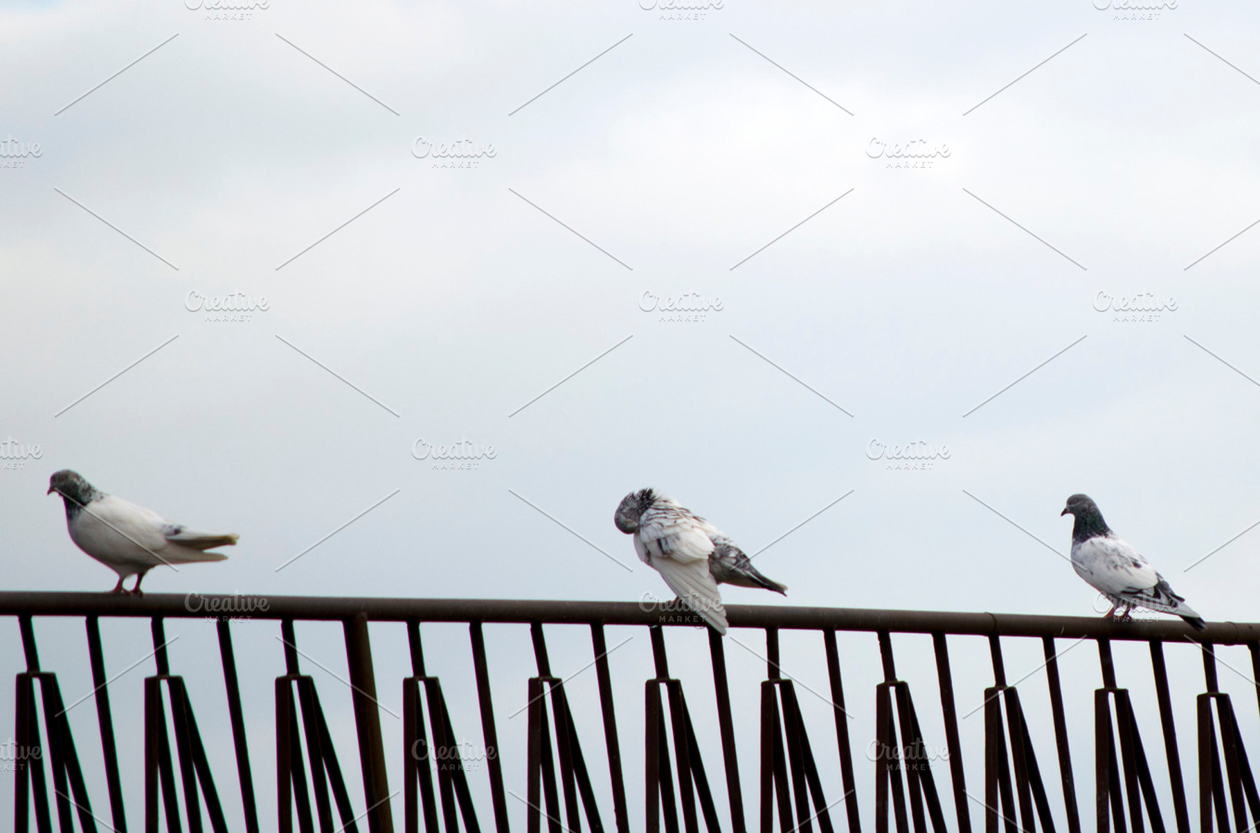 Common pigeon on a ledge, an Animal Photo by Emdaduljs