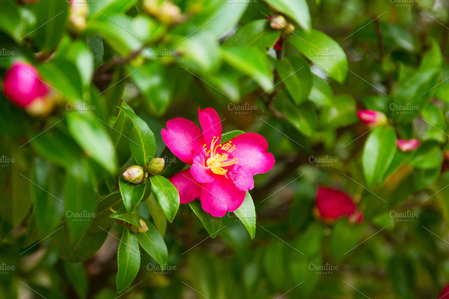 Camellias in the park containing camelia, garden, and flower, a Nature Photo by tetxu