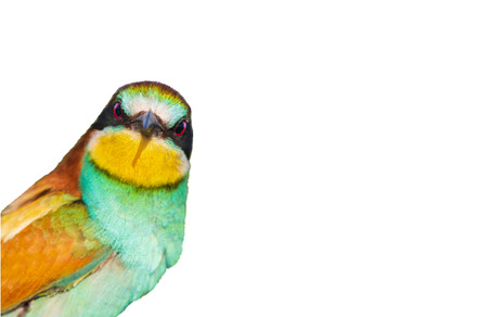beautiful bird interesting looks, an Animal Photo by Pakosta