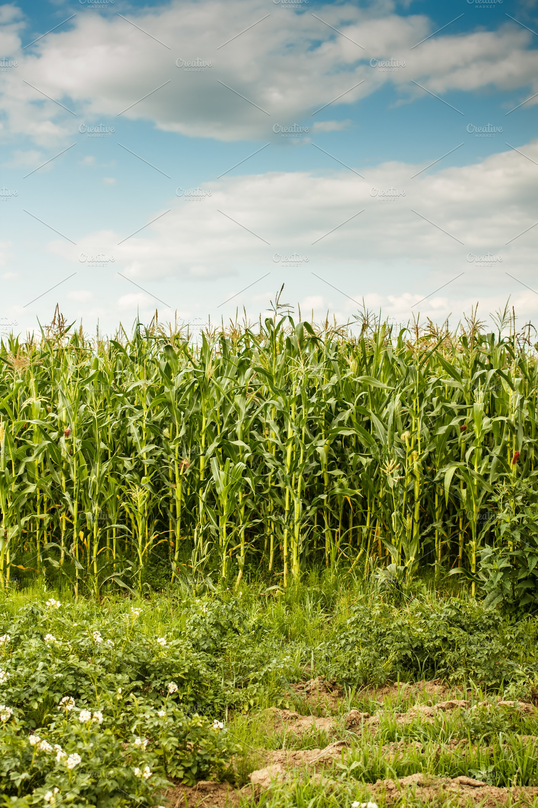 Green maize containing agricultural, agriculture, and blue, a Nature Photo by Grafvision photography