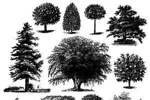 37 Vintage Greenery And Tree Clipart