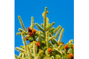Green branches of fur tree or pine, a Nature Photo by Alexander-Piragis