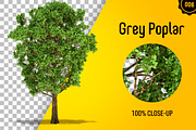 CUT OUT TREES - 60 PCS BUNDLE, a Packaging Mockup by 3DSTORE (Thumbnail 7 of 63)