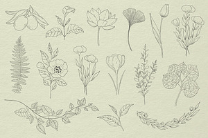 Botanical Procreate Stamps, Cliparts