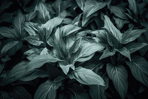 Green plant leaves natural close up background, a Photo by Dvoevnore photos