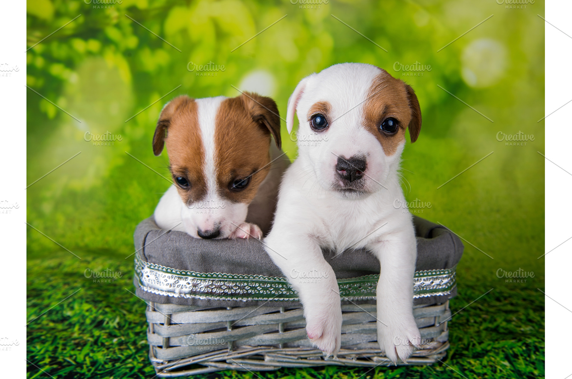 Two cute jack russell terrier, an Animal Photo by COLORFUL