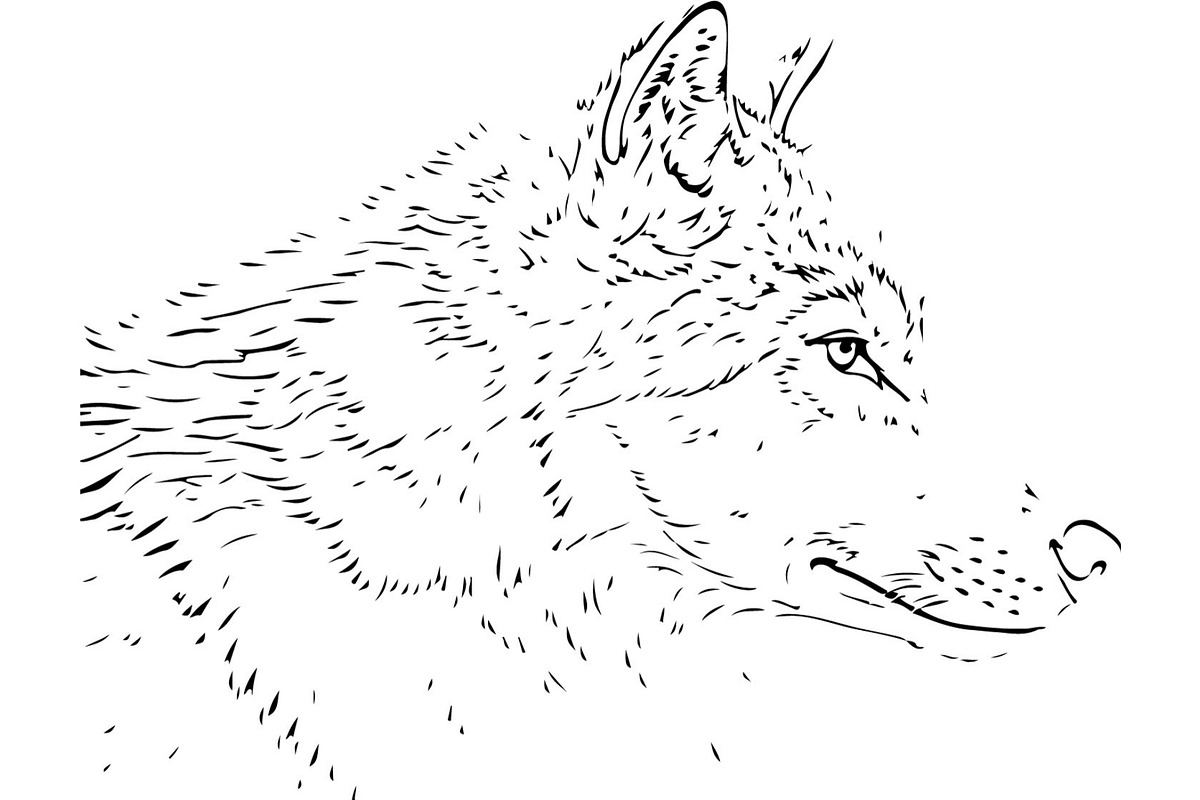 Powerful Alpha Wolf Vector Bundle, an Animal Illustration by Designer_Momina (Photo 17 of 21)
